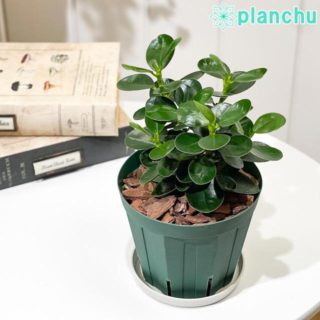 超人気 盆栽鉢 リュウゼツラン 塊根植木鉢 小品大品盆栽鉢 陶器鉢 陶芸 超人気 盆栽鉢 リュウゼツラン 塊根植木鉢 小品大品盆栽鉢 陶器