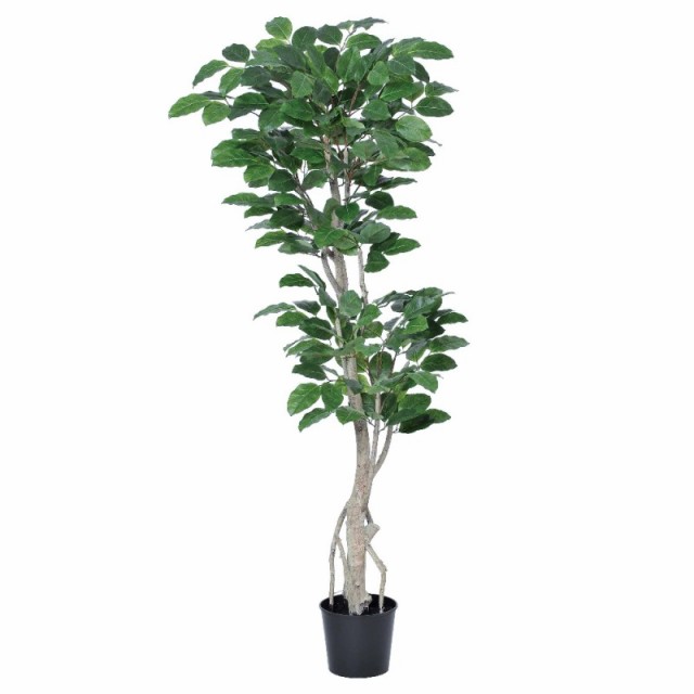 人工観葉植物 ウンベラータ （ポット付き） 高さ150cm （P275-a50936