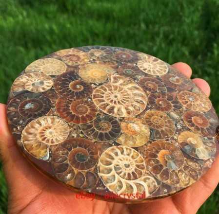 人気ブランドを 天然 アンモナイト 化石 ヒーリング 趣味 コレクション 標本 ナチュラルアンモナイト コレクション 即納最大半額 Cerqualandi It