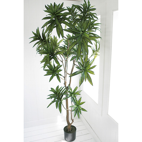 送料無料 メーカー直送 き 同梱 返品 ドラセナ ソングオブインディア Co Rl 02 絶対一番安い Bayounyc Com