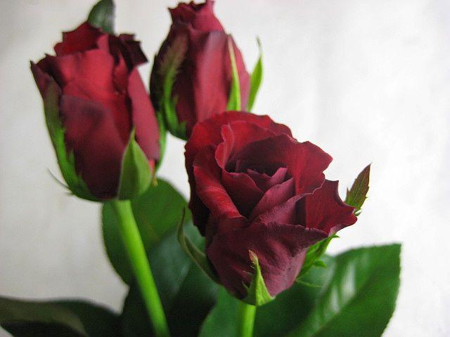 すべての美しい花の画像 100 Epic Best花 ローテローゼバラ