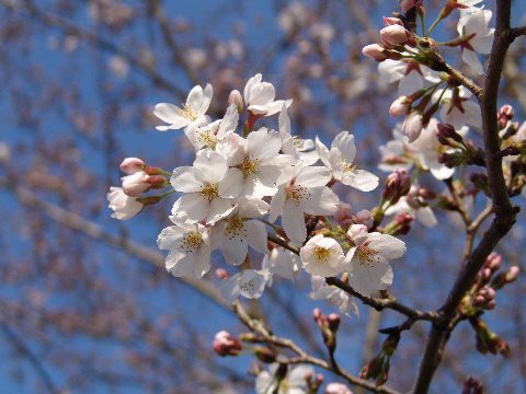 桜鉢植え 鉢植 桜 日本の名花 染井吉野 サクラと云えば 染井吉野桜 通販 18年4月の春に開花します の通販はwowma ワウマ こぼんさい 商品ロットナンバー