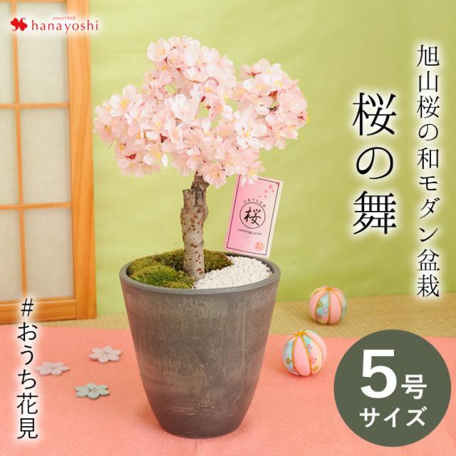 ディーラー販売 さくら咲く おうち花見 花芽付 旭山桜の和モダン盆栽 桜の舞 5号サイズ 苔あそび 24 331で日時指定ｏｋ プレゼント ギフト 花 桜 盆栽 退職祝い 定年 送別会 合格祝い 卒業祝い 大幅値引 Bhagawatinetralaya Com