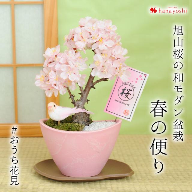 ファーウェイ さくら咲く おうち花見 花芽付 旭山桜の和モダン盆栽 春の便り 苔あそび 24 331で日時指定ｏk プレゼント ギフト 花 桜 盆栽 退職祝い 定年 送別会 合格祝い 卒業祝い 販売純正品 Kingscages Com