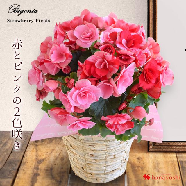 販売最安 春の鉢花 ベゴニア ストロベリーフィールズ 春の花贈り プレゼント ギフト お祝い 歓送迎 誕生日 退職祝い 定年 卒業祝い 花鉢 鉢植え 新品 Www Opshub Com