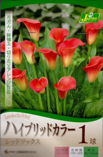 花骨 混合色紅色襪子1球 花球根 ハイブリッドカラーレッドソックス１球入 日本露天購物 Ruten Japan