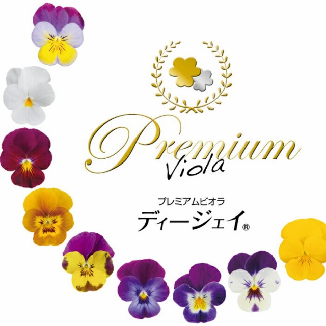 廣島島的高級viola Deigei Viola Deiumi Viola Deigei六個顏色3 Potset Dj 3塔羅的一天擅長入場 予約商品 広島のプレミアムビオラ ディージェイ 選べる10色 3potset Dj ３太郎の日はエントリーでお得 日本露天購物 Ruten Japan