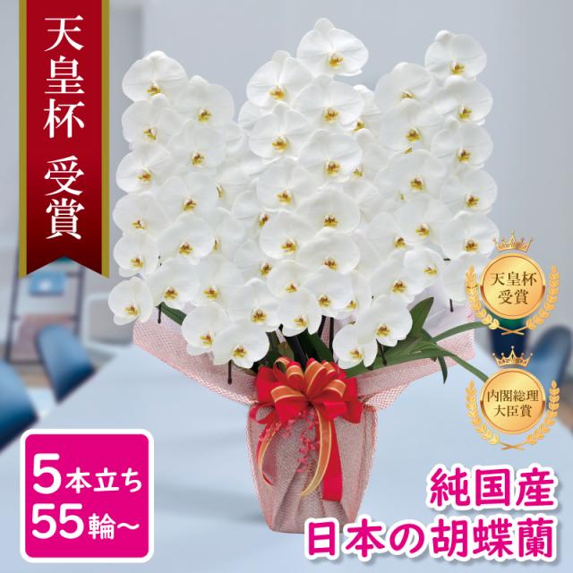 非売品 正規品 胡蝶蘭 純国産 白淡いピンクピンク白赤 4色 産地直送 大輪 5本立ち 55輪 花持ち長い お祝い 就任祝い メッセージ動画贈る 花 ギフト 贈り物 割引プラン North Hydroguam Net