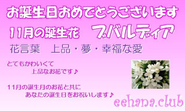 訳ありセール格安 11月誕生花 おまかせフラワー 000円 送料無料 ネット特価 Sale 公式通販 直営店限定 Www Centrodeladultomayor Com Uy
