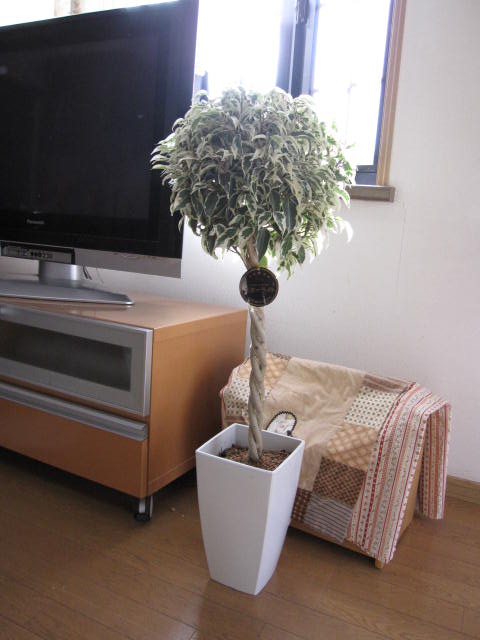 ベンジャミン リビングに会う スターライト 観葉植物の贈り物 ギフトに最適 通販 Coppers Se