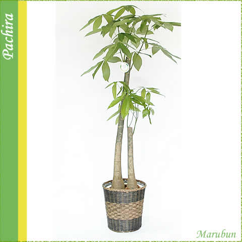 パキラ10号2本立 Au Pay マーケット