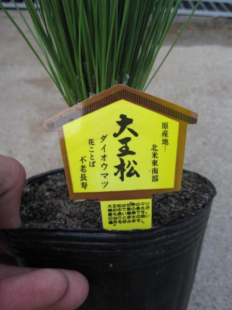 盆栽 大王松 花言葉は 不老長寿 送料無料の通販はau Pay マーケット こぼんさい Au Pay マーケット店 商品ロットナンバー