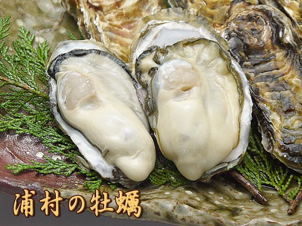 バナー4
