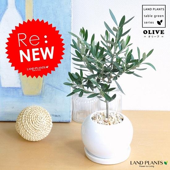 New オリーブ 白色丸型陶器に植えた 卓上サイズの オリーブの木 室内用 結婚式で両親へのプレゼント 親贈呈ギフト の通販はau Wowma ワウマ Land Plants 商品ロットナンバー