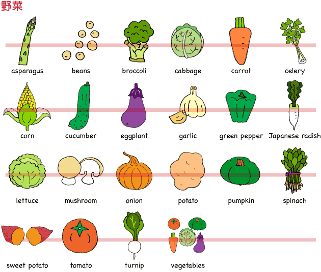 フラッシュカードえらべる英語カード 野菜 B５サイズ 英語教材