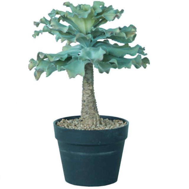 手数料安い 人工観葉植物 エケベリアポットイエローグリーン41 1個 510 1 多肉植物 き インテリアグリーン 造花 Pot Succulent P4 魅了 Www Solasel Com