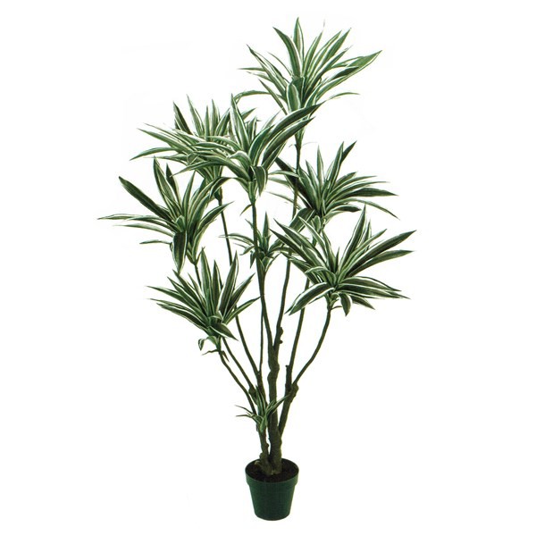 ソルボワ 人工観葉植物 ドラセナ 光触媒加工 高さ150cm （P204-zv25650) （）