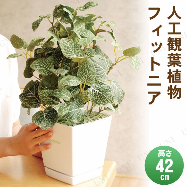 人気満点 取寄品 フェイクグリーン 光触媒 フィットニア 42cm 人工観葉植物 小さい ミニサイズ ミニ観葉植物 消臭 抗菌 インテリアグリーン 保証書付 Olsonesq Com