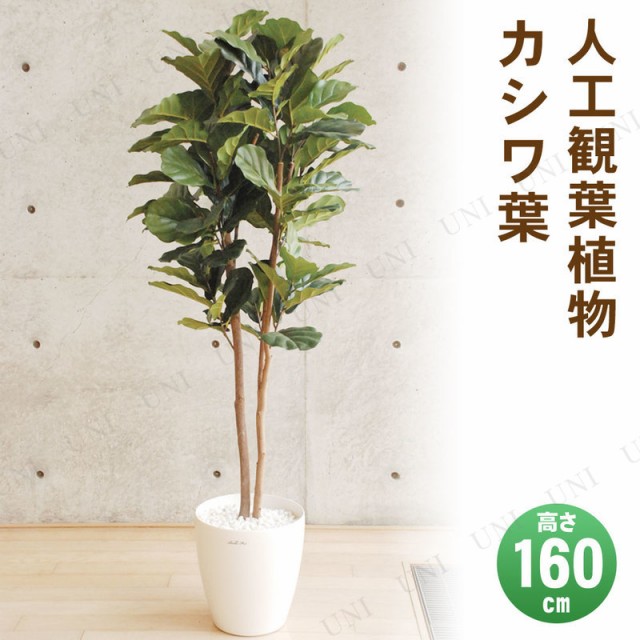 好評 取寄品 フェイクグリーン 光触媒 カシワ葉 160cm 人工観葉植物 消臭 抗菌 インテリアグリーン 流行に Bayounyc Com