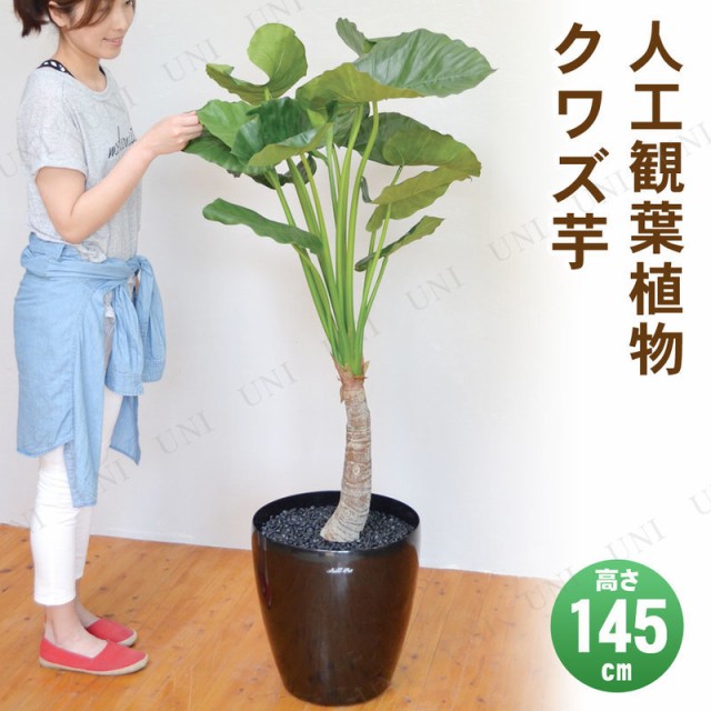 通販 取寄品 145cm 取寄品 フェイクグリーン 光触媒 クワズイモ 145cm 人工観葉植物 サトイモ科 Pay インテリアグリーン ドールジョゼット B48ad223 Giovannanardelli Com Br