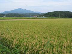 年に一度の限定醸造 頚城酒造限定3本セット(しぼりたて純米吟醸 蔵元厳封吟醸 完熟原酒) 720ml×3本 ギフト飲み比べ セット 年に一度の限定醸造 頚城酒造限定3本セット(しぼりたて純米吟醸 蔵元厳封吟醸 完熟原酒) 720ml×3本 ギフト飲み比べ セット