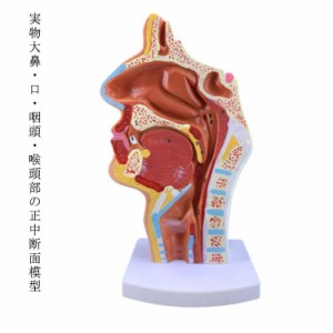 口 正中断面模型 鼻 喉頭部 咽頭 実物大 人体 人体模型