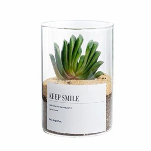 観葉 植物 サボテンの通販 Au Pay マーケット 5ページ目