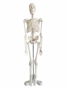 OWLIAN 人体骨格模型 骨格標本 全身 直立型 関節可動 骸骨 教材 45* 1/4モデル (45* 1/4縮小モデル)