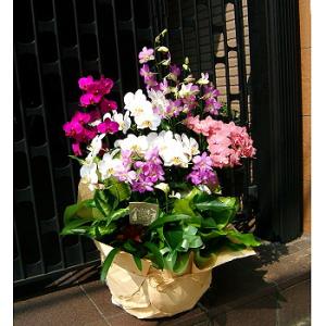 発表会の花 お祝い ７９ お盆 お供え 誕生日 結婚記念日 ギフト ミックス ラン畑 胡蝶蘭 デンファレ デンドロビューム 花の通販はau Pay マーケット フラワーギフト屋 商品ロットナンバー