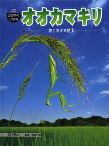 オオカマキリ 狩りをする昆虫/森上信夫/岡島秀治