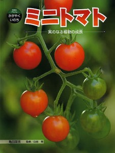 ミニトマト 実のなる植物の成長/亀田龍吉/白岩等
