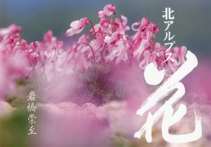 北アルプス花/岩橋崇至