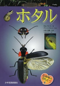 ホタル/中山れいこ/アトリエモレリ/大場信義