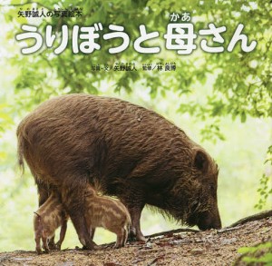 うりぼうと母さん 矢野誠人の写真絵本/矢野誠人/・文林良博