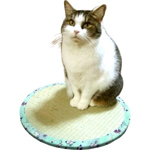 ペット用品 直径約47×高さ1.2cm 円型 い草100％ ダンボール ペット用品 猫用品 ねこちゃん畳2 |b04