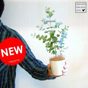 観葉植物 季節限定商品 ユーカリ グニー苗 苗から育てよう ４号サイズの詳細 Au公式 総合通販サイト Wowma For Au