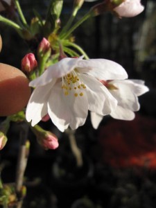 染井吉野桜の 鉢植え 開花は 17春 四月頃 一番人気の桜です の詳細 Au公式 総合通販サイト Wowma For Au