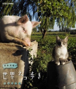岩合光昭の世界ネコ歩き ウルグアイ/ドキュメント[Blu-ray]【返品種別A】