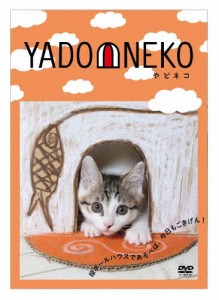 YADONEKO-やどネコ-/TVバラエティ[DVD]【返品種別A】