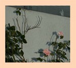 SAVIOUR/ソフト・キル[CD]【返品種別A】