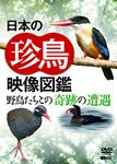 日本の珍鳥 映像図鑑 野鳥たちとの奇跡の遭遇/教養[DVD]【返品種別A】