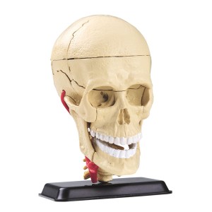 童友社 【再生産】人体模型シリーズ 頭蓋骨 9cm  返品種別B