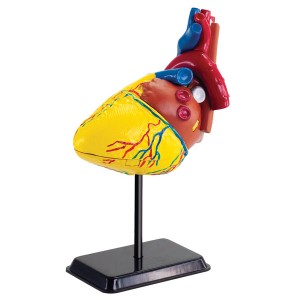童友社 【再生産】人体模型シリーズ 心臓 14cm  返品種別B