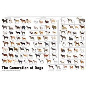 エポック社 犬の系統図　1000ピース【11-372】ジグソーパズル  返品種別B