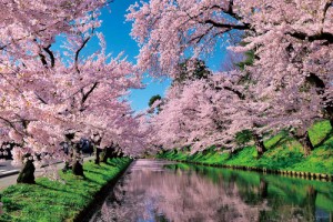 やのまん 日本の風景 桜雲の弘前公園（青森）　1000ピースジグソーパズル  返品種別B