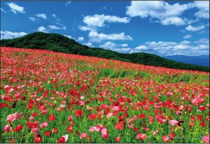 やのまん 日本の風景　天空のポピー 秩父高原牧場（埼玉）　108ラージピースジグソーパズル  返品種別B