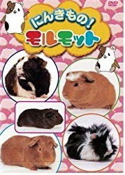 【中古】にんきもの！モルモット  b47972【レンタル専用DVD】