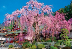 BEV-51-252　風景　枝垂れ桜咲く久遠寺　1000ピース ジグソーパズル 