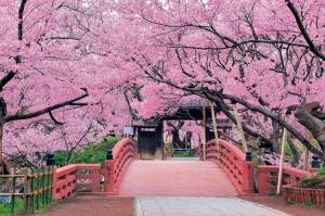 EPO-10-805　風景　天下一の桜　高遠城址-長野　1000ピース ジグソーパズル 