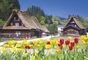 チューリップと藁葺き屋根の家 岐阜 ジグソーパズル 日本の風景 300ピース 26×38cm 03-886 やのまん 